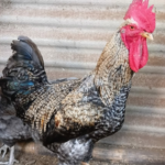 Ayam Kuntara: Ciri, Asal-Usul, Keunggulan, dan Produksi Telurnya Ayam Kuntara: Ciri, Asal-Usul, Keunggulan, dan Produksi Telurnya
