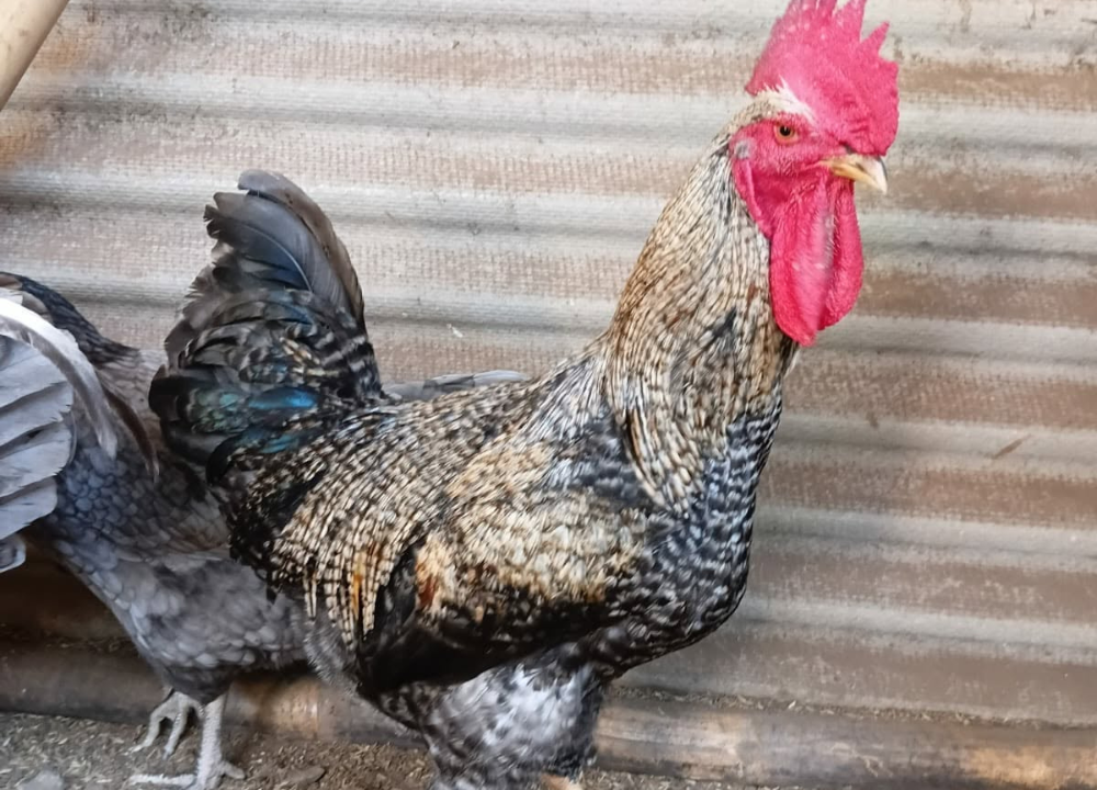 Ayam Kuntara: Ciri, Asal-Usul, Keunggulan, dan Produksi Telurnya