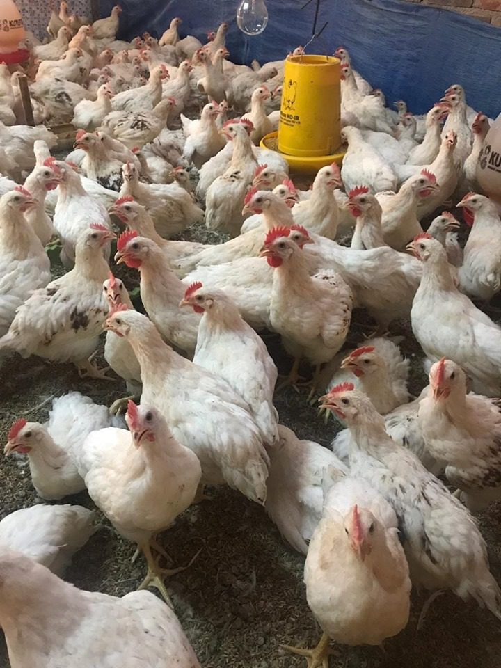 Ayam Pejantan