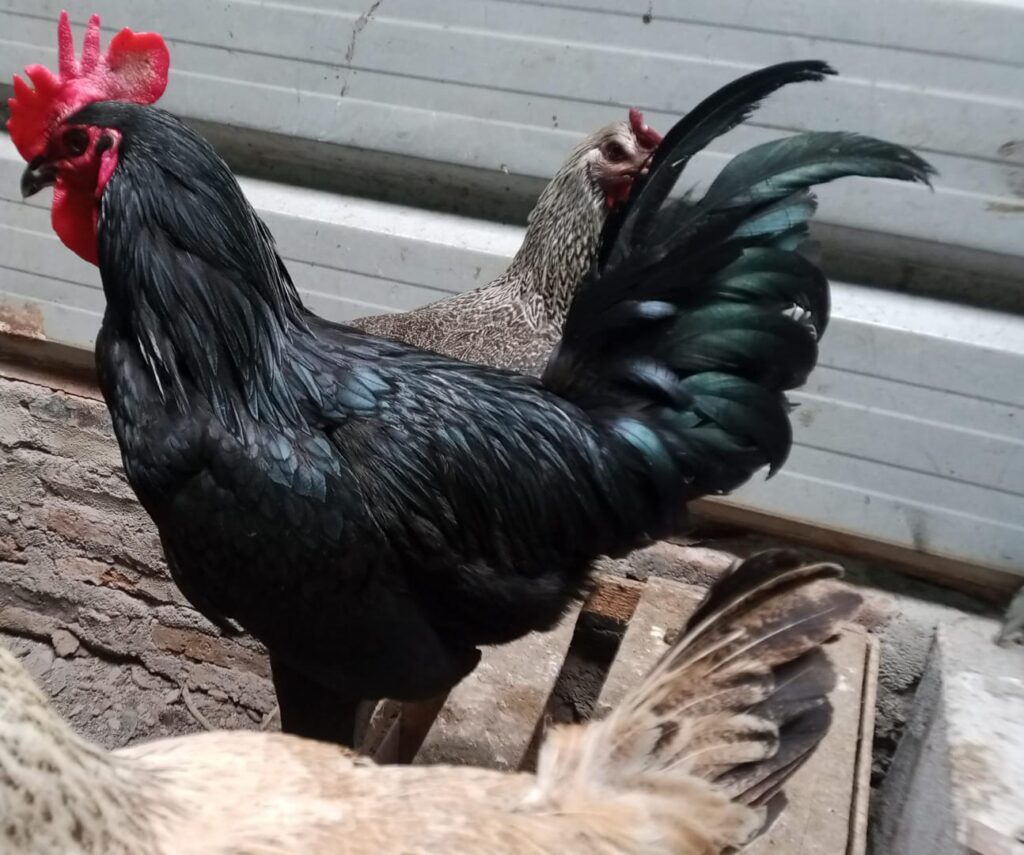 Indukan Ayam Kuntara