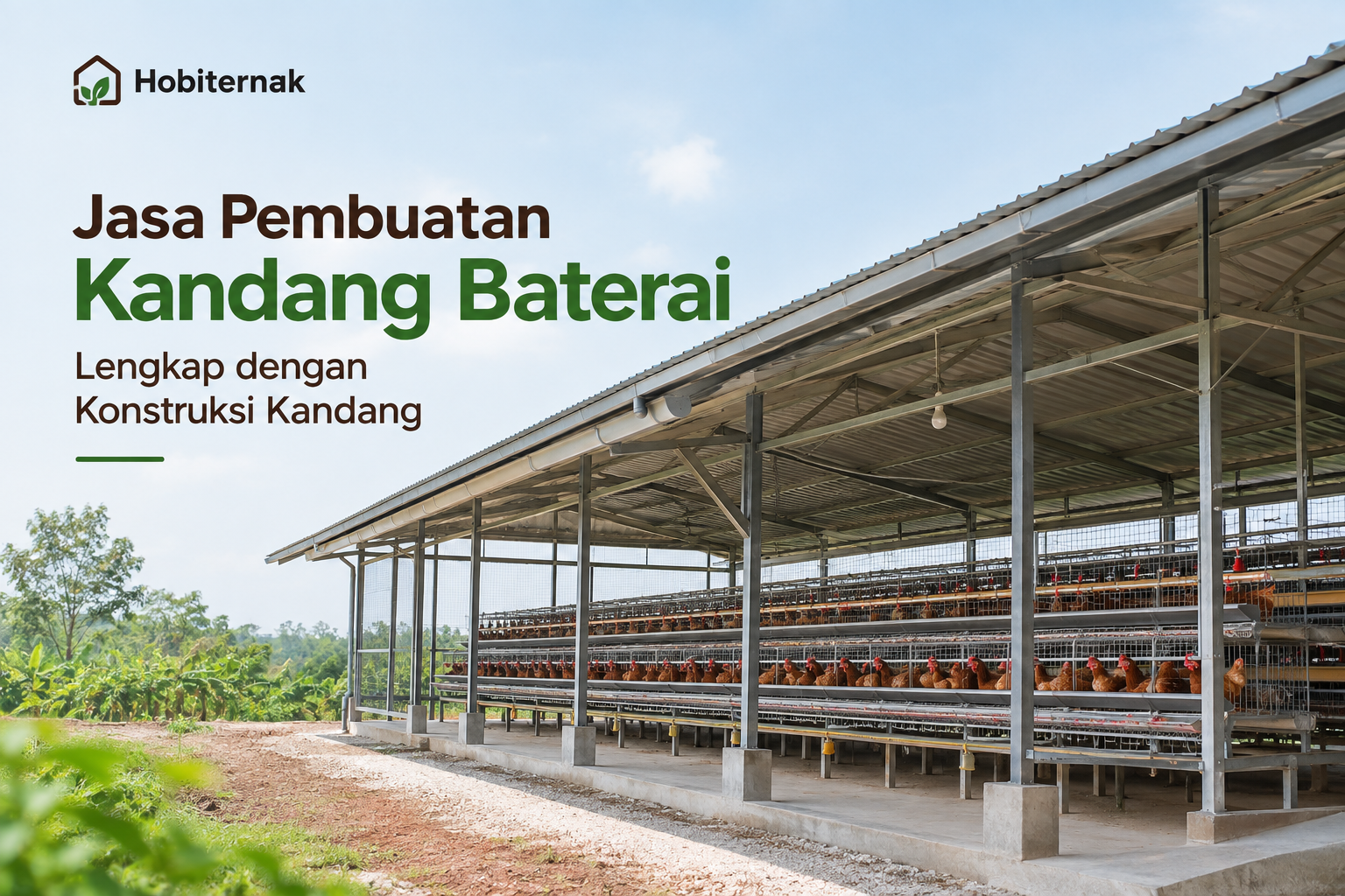Jasa Pembuatan Kandang Baterai Lengkap dengan Konstruksi Kandang