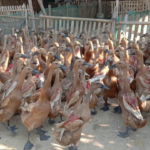 Jual Bayah Bebek Mojosari Siap Bertelur, Produktif & Berkualitas