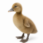 Jual DOD Bebek Khaki Campbell, Bebek Petelur Produktif