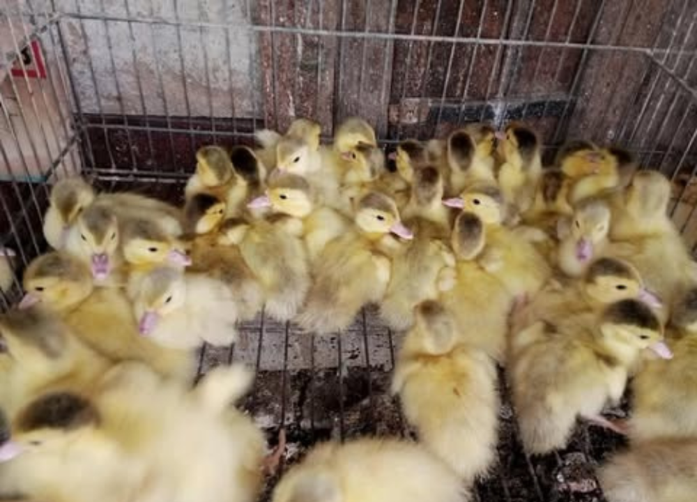 Jual Entok Rambon: Cepat Panen, Mudah Dipelihara