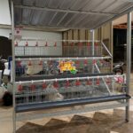 Populasi 30 ekor, 3 susun, 1 pintu 1 ekor