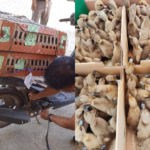 Pengiriman 200 Ekor DOD Bebek Mojosari ke Kendari, Pesanan Bapak Basyir Tiba Aman Pengiriman 200 Ekor DOD Bebek Mojosari ke Kendari, Pesanan Bapak Basyir Tiba Aman