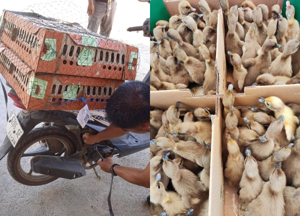 Pengiriman 200 Ekor DOD Bebek Mojosari ke Kendari, Pesanan Bapak Basyir Tiba Aman