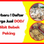Harga DOD Bebek Peking Terbaru dan Lengkap Terbaru-Daftar-Harga-Jual-DOD-Bibit-Bebek-Peking-