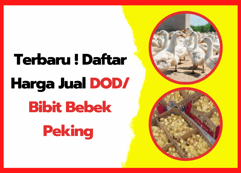 Harga DOD Bebek Peking Terbaru dan Lengkap
