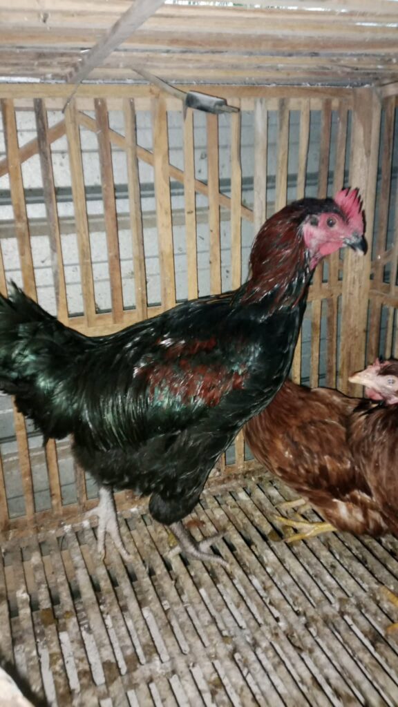 Ayam kuntara bisa di jadiak sebagai ayam petelur & pedaging