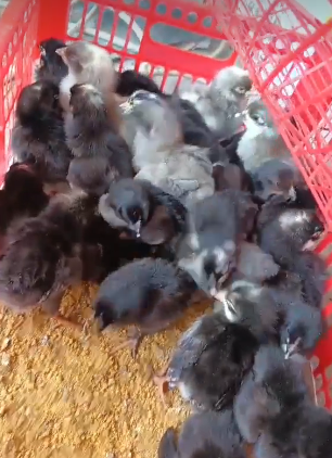 DOC/Bibit Ayam Kuntara