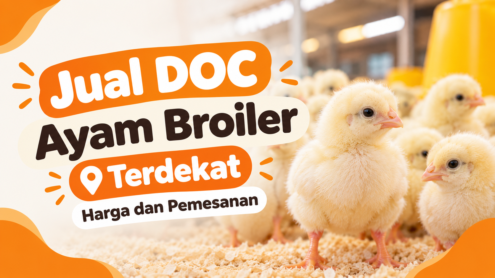 Jual DOC Ayam Broiler Terdekat, Harga dan Pemesanan