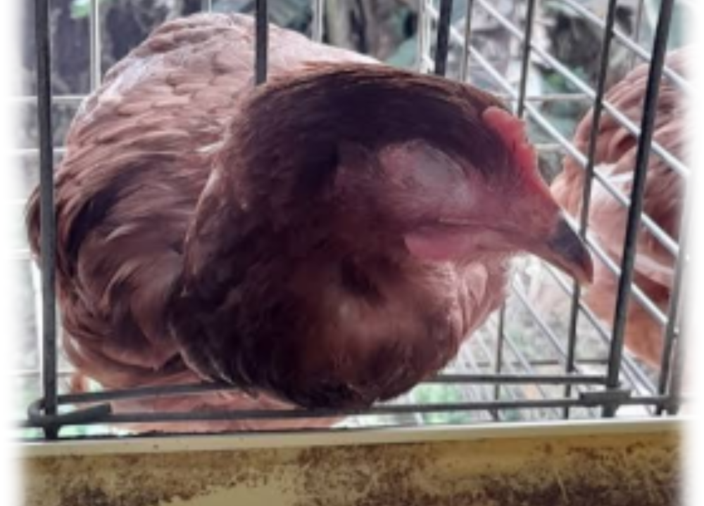 Ayam Elba Ngorok dan Banyak yang Mati, Apa Solusinya?