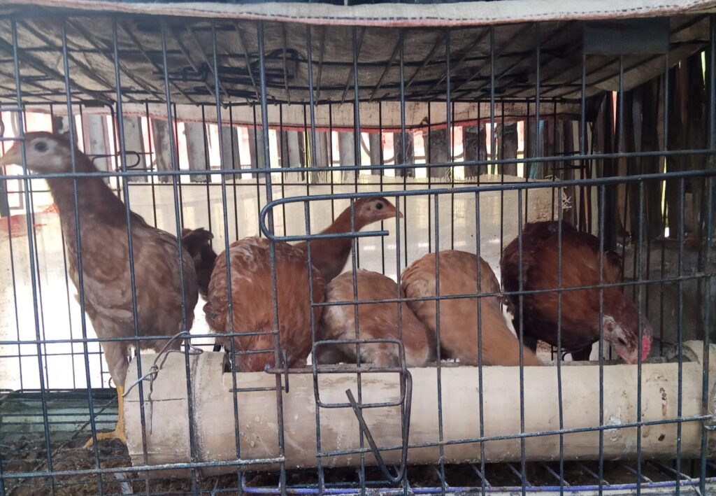 Ayam peliharaan Bapak Mohamad Ilham yang terus berkembang dari waktu ke waktu.