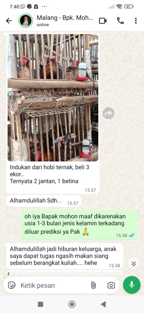 Bapak Ilham menceritakan bahwa merawat ayam Elba juga menjadi kegiatan dan hiburan bersama keluarga.