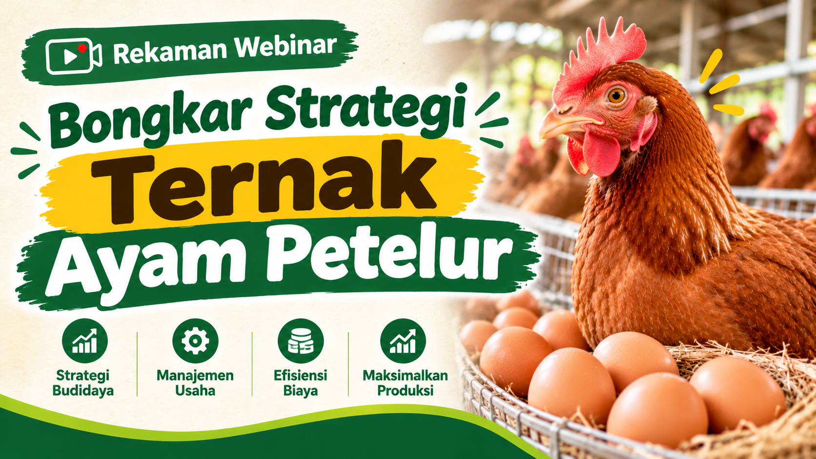 Recording Bongkar Strategi Ternak Ayam Petelur