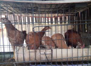 Dari 3 Ekor Menjadi 15 Ekor Ayam Elba, Kisah Bapak Ilham Bersama HobiTernak