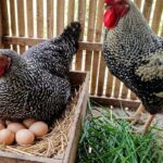 Harga Ayam Kate Terbaru 2026, Lengkap Semua Jenis (1)
