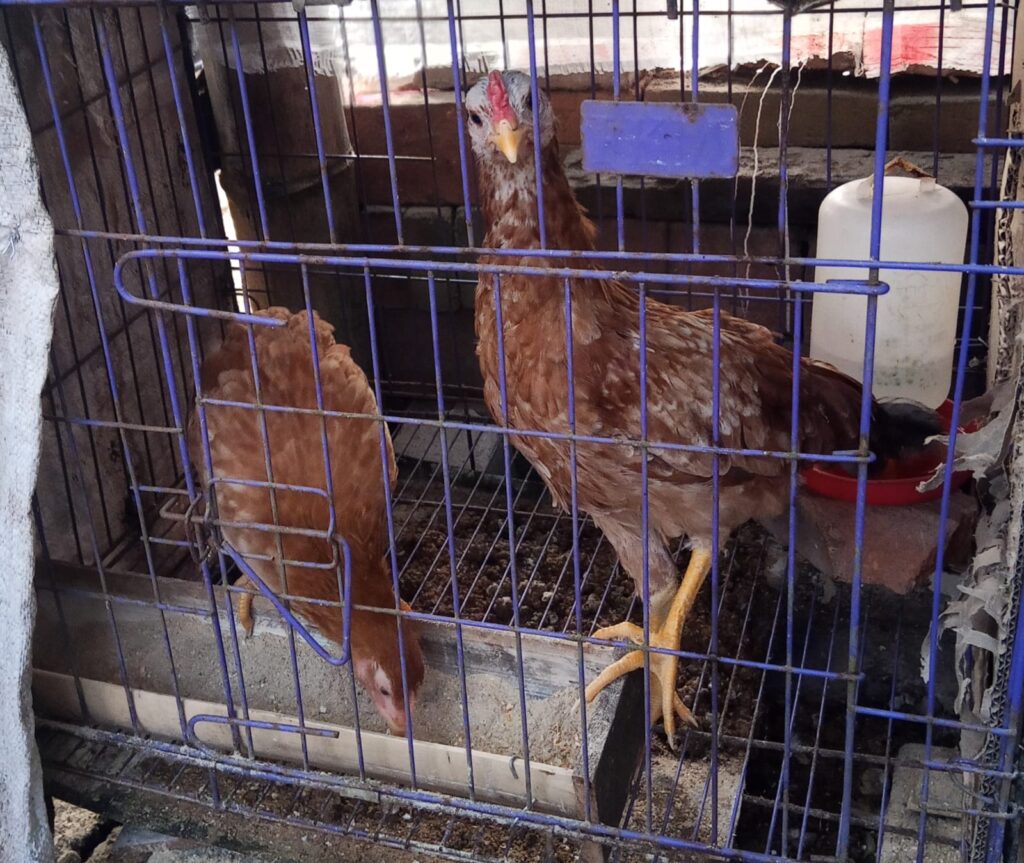 Perkembangan ayam peliharaan Bapak Mohamad Ilham setelah melalui proses pemeliharaan dan penetasan secara bertahap.