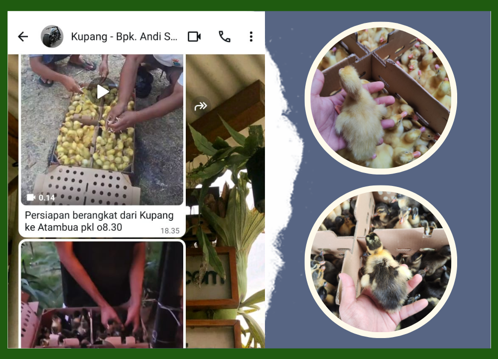 Testimoni Pengiriman 400 DOD Bebek Peking dan Hibrida ke Atambua, NTT