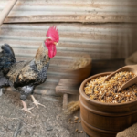 Pakan Ayam Kuntara: Jenis dan Cara Pemberiannya Thumbnail pakan kuntara