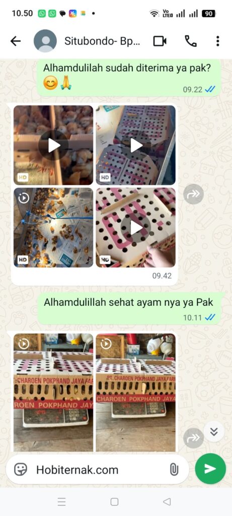 Testimoni pesanan 200 DOC ayam petelur super Bpk Rizal di Situbondo