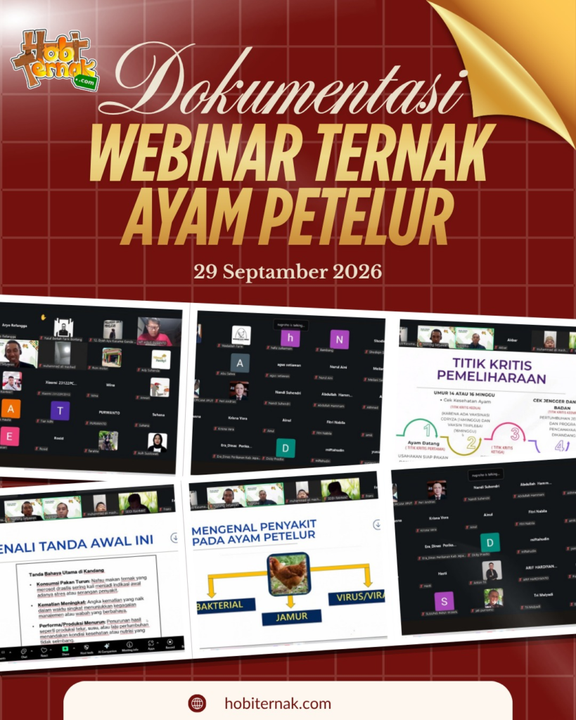 dokumentasi webinar ternak ayam petelur
